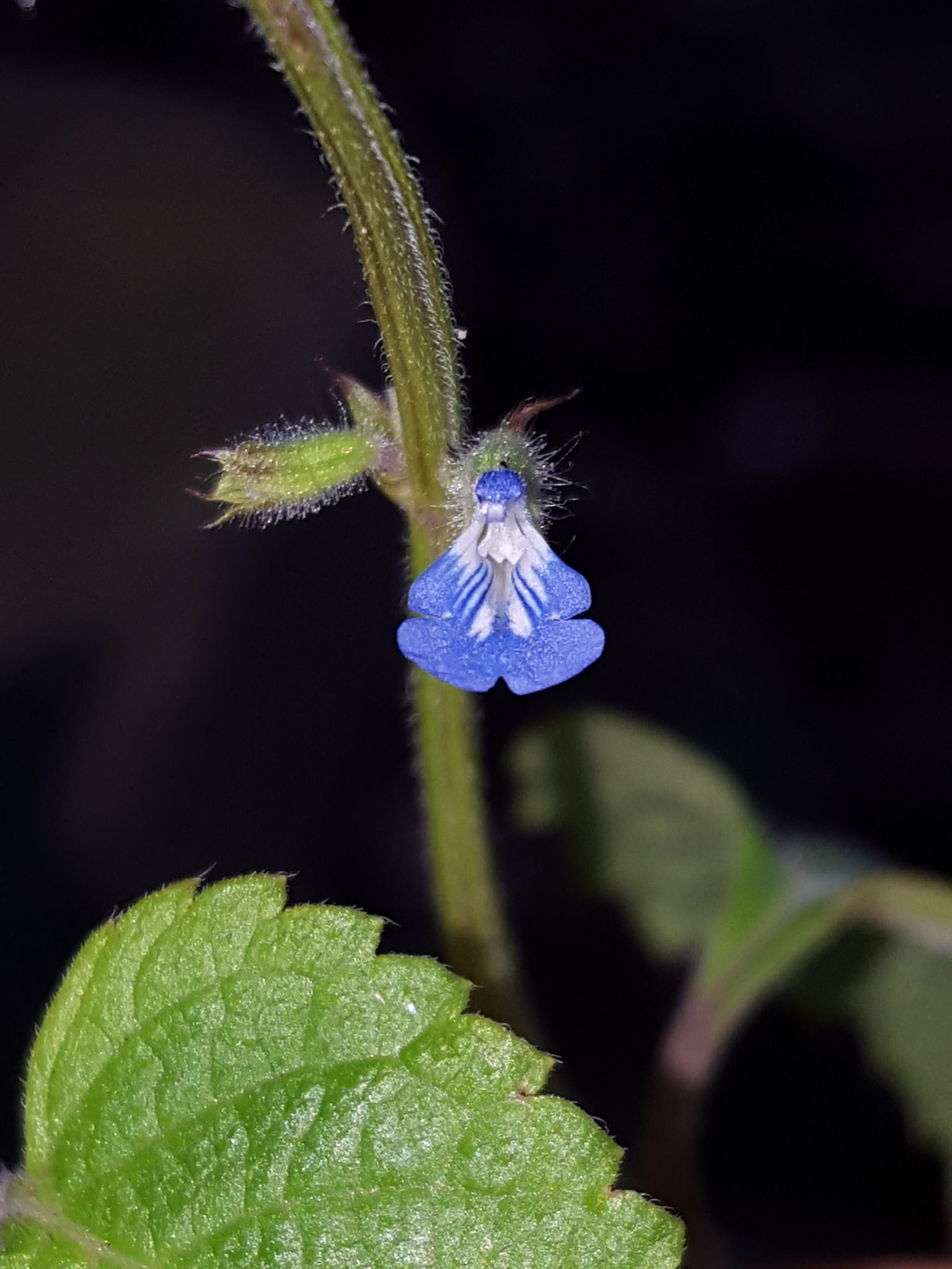 Salvia misella